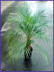 Phoenix Roebelenii Palm Tree